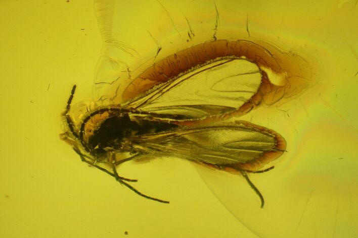 Fossil Fly (Diptera) In Baltic Amber #145487